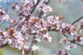 Flowers of an ornamental prunus tree  blooming Royalty Free Stock Photo