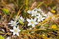 Flowers of Ornithogalum sibthorpii Royalty Free Stock Photo