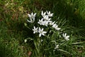 Flowers of Ornithogalum umbellatum, in the garden. Royalty Free Stock Photo