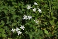 Flowers of Ornithogalum umbellatum, in the garden. Royalty Free Stock Photo