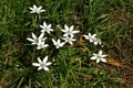 Flowers of Ornithogalum umbellatum, in the garden. Royalty Free Stock Photo