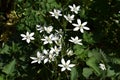 Flowers of Ornithogalum umbellatum, in the garden. Royalty Free Stock Photo