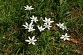 Flowers of Ornithogalum umbellatum, in the garden. Royalty Free Stock Photo