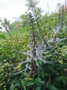 A flowers of Orthosiphon stamineus at the garden