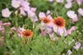 Primrose and Blanket flowers