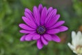 Flowers of Osteospermum ecklonis or Dimorphotheca ecklonis or Cape marguerite, Madeira Island, Portugal Royalty Free Stock Photo