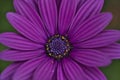 Flowers of Osteospermum ecklonis or Dimorphotheca ecklonis or Cape marguerite, Madeira Island, Portugal Royalty Free Stock Photo