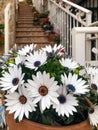 Flowers of Osteospermum 'soprano white' commonly known as African daisy or Cape Daisy Royalty Free Stock Photo