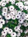 Flowers of Osteospermum 'soprano white' commonly known as African daisy or Cape Daisy Royalty Free Stock Photo