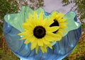 Sunflowers  in and out of bowl in front of a lush field Royalty Free Stock Photo