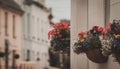 Flowers outside houses in Minehead. Royalty Free Stock Photo