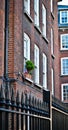 Flowers outside the window