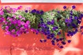 Flowers outside windows Royalty Free Stock Photo