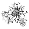 Flowers, painted black outline on the white background