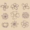 Flowers painted line on a brown Vintage background. Vector dra