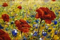 Flowers paintings monet painting claude impressionism paint landscape Royalty Free Stock Photo