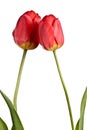 Flowers, pair tulips isolated on a white background Royalty Free Stock Photo