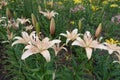 Flowers of pale peach-colored spotted true lilies in June