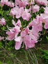 Flowers of pale pink rhododendron Vaseyi Latin: rhododendron vaseyi A. Gray in the botanical garden of St. Petersburg Royalty Free Stock Photo