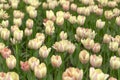 Flowers pale pink tulips. Beautiful colourful tulip background in spring. Natural view of flower blooming in the garden. Royalty Free Stock Photo