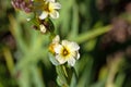 Pale yellow-eyed grass, Sisyrinchium striatum Royalty Free Stock Photo