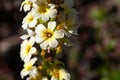 Pale yellow-eyed grass, Sisyrinchium striatum Royalty Free Stock Photo