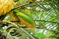 The flowers of the palm are coming out of the pod Royalty Free Stock Photo