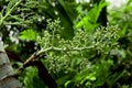 The flowers of the palm are coming out of the pod Royalty Free Stock Photo