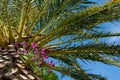 Flowers on palm tree