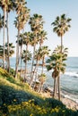 Flowers and palm trees at Heisler Park, in Laguna Beach, Orange County, California Royalty Free Stock Photo