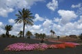 Flowers and Palmtrees Lanzarote Royalty Free Stock Photo