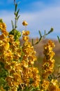 Stone desert, flowering plants xerophytes, desert landscape of a dried up river bed in Texas in Big Bend National Park Royalty Free Stock Photo