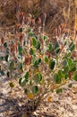 Stone desert, flowering plants xerophytes, desert landscape of a dried up river bed in Texas in Big Bend National Park Royalty Free Stock Photo