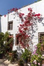 Flowers in Panagia Episkopi Church in Santorini island, Thira, Greece Royalty Free Stock Photo