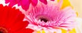 Flowers panorama of colorful gerber background Royalty Free Stock Photo