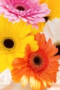 Flowers panorama of colorful gerber background Royalty Free Stock Photo