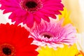 Flowers panorama of colorful gerber background Royalty Free Stock Photo