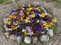 Flowers pansies as a street decoration in the Vitznau settlement