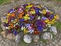 Flowers pansies as a street decoration in the Vitznau settlement