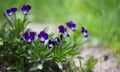 Flowers pansies blooming.