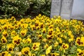 Flowers pansies bright yellow colors with a dark mid-closeup