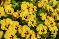 Flowers pansies bright yellow colors with a dark mid-closeup