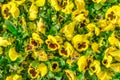 Flowers pansies bright yellow colors with a dark mid-closeup. Yellow viola at spring in the garden Royalty Free Stock Photo