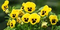 Flowers pansies bright yellow with a dark mid-closeup