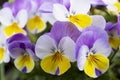 Close up photo with bright pansy .Flowers pansies bright yellow -purple colors with a dark mid-closeup