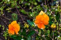 Flowers of pansies garden in orange color