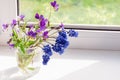 Flowers Pansies and Muscari. Wildflowers on the window Royalty Free Stock Photo