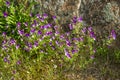 Flowers Pansies tricolor violet on the stones of the Hanko Peninsula