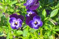 Flowers of pansies of violet on the garden