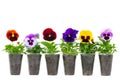 Flowers pansies or violet seedlings in cups for planting on a summer cottage. isolated on white background